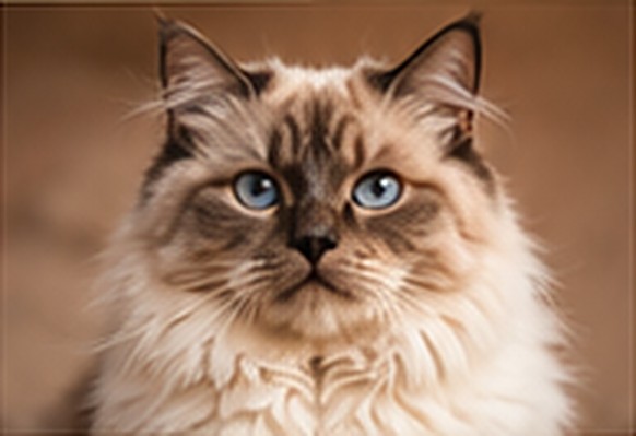 Nouga, a ragdoll mix cat