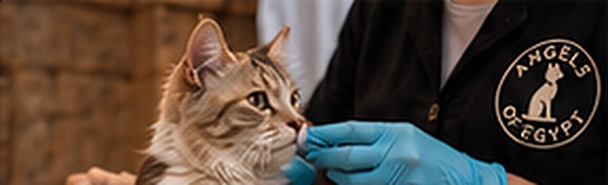 An Angels of Egypt volunteer in gloves checking a tabby cat
